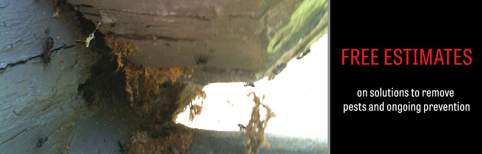 Insect Control Service